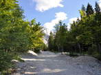 Cesta Planica-Tamar - Gozdna cesta Planica - Tamar 