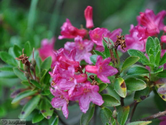 Nadiza Wasserfall - Erste Frühlings des Oberen Sava-Fluss