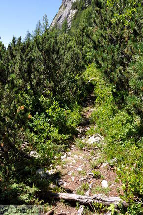 Ponekod je potrebno malo odmikati veje ali se sklanjati