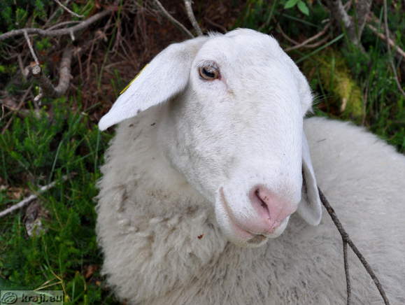 Počivališče na prelazu Vršič