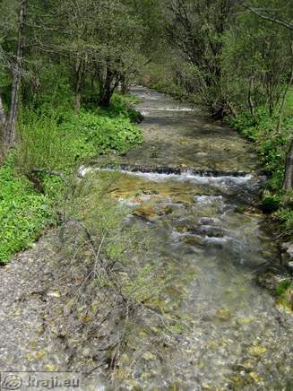 Bistrica Bach Quelle