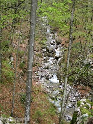 Bistrica Bach Quelle