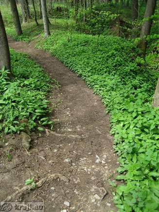 Bistrica Bach Quelle