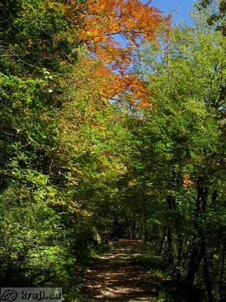 Bistrica Bach Quelle