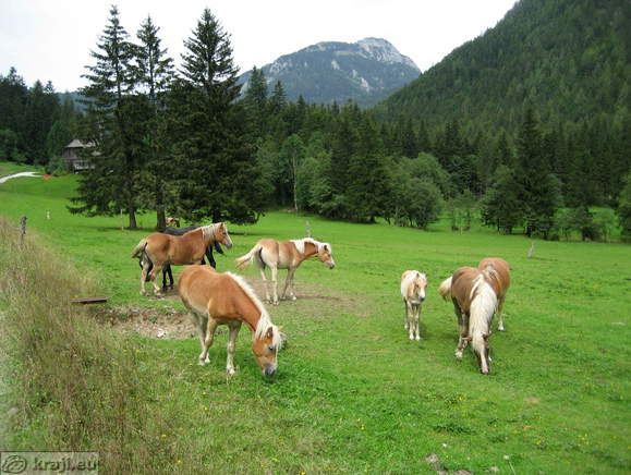 Ravenska Kočna s čredo konjev