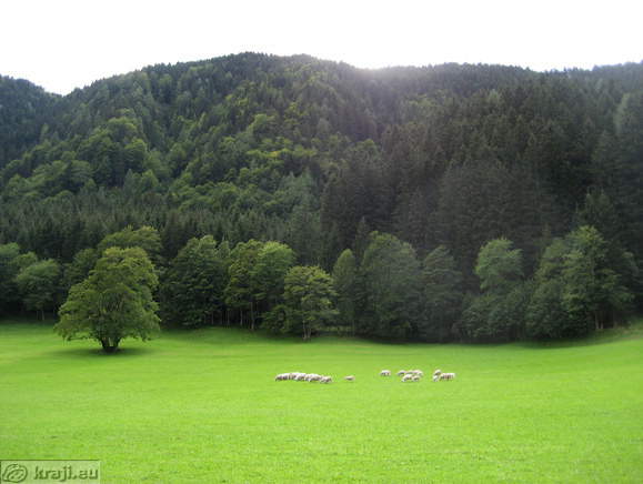 Ravenska Kočna in čreda ovac