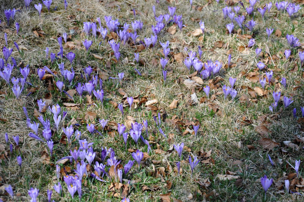 Pomladanski žafran (Pravi žafran)
