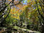 Kriska Gora and Tolsti Vrh - Autumn wood on the way to Tolsti vrh 