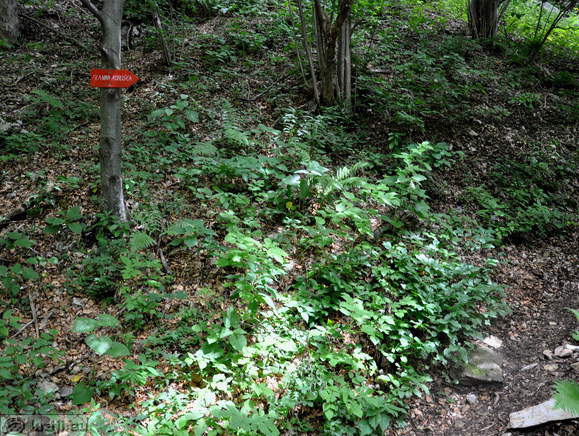 Höhenweg: Konzentrationslager - Planina Korosica Alm
