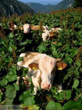 Höhenweg: Vrancek - Planina Korosica Alm