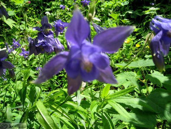 Höhenweg: Vrancek - Planina Korosica Alm
