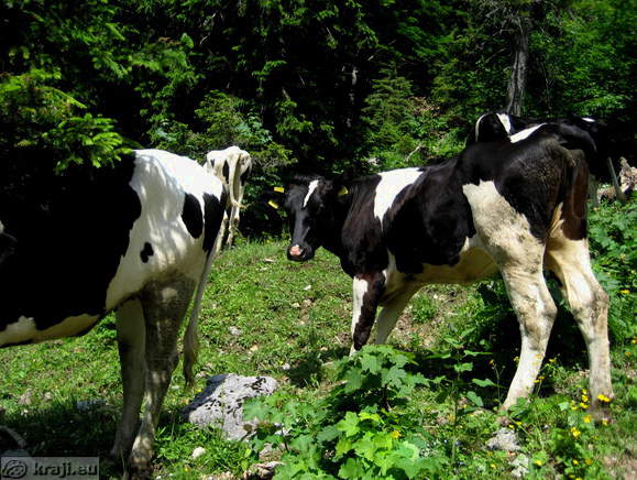 Höhenweg: Vrancek - Planina Korosica Alm