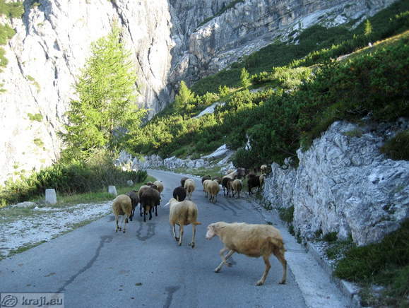 Ovce na cesti na Mangartsko sedlo