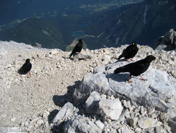 Alpine Choughs at Mangart summit Alpine Choughs at Mangart summit