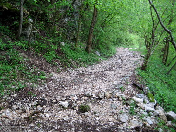 Forest road to the Virje Waterfall Forest road to the Virje Waterfall