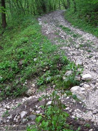Turning from forest path on smaller trail Turning from forest path on smaller trail