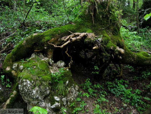 interesting tree above ground interesting tree above ground