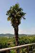 Goriska Brda with neighbourhood - Medana <br> Palm tree 