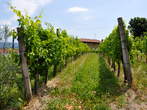 Medana - Vinogradi v Goriških Brdih 