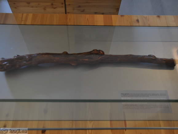 Gnarled walking stick - Supposed to have been the property of the last Counts of Celje