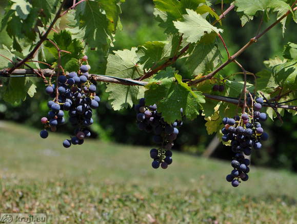 Vila Vipolže - Trta Žametna črnina