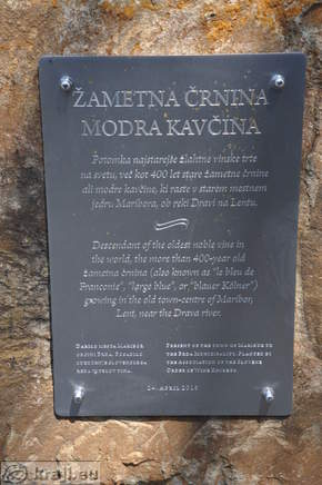 Informativna tabla - Žametna črnina - Modra kavčina