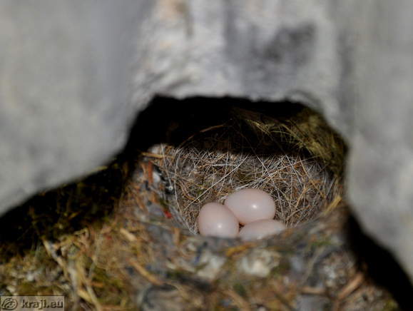 Birds' eggs in a nest