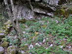Forest Border Mark - Forest Border Mark in the background on rock 