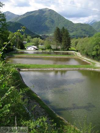 Purifying plant Tolmin