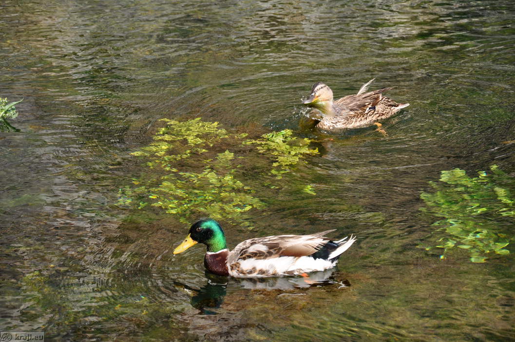 Rački