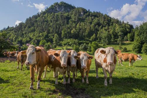 Farm Holidays Povsin Farm Holidays Povsin