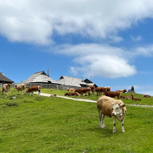 Chalet Korosica Velika Planina Chalet Korosica Velika Planina