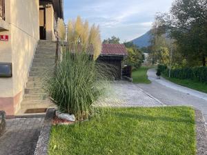Apartma Šohen 