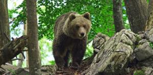 Cherry house - cosy house - ideal for bear watching, in the neighborhood of the medieval Snežnik cas 