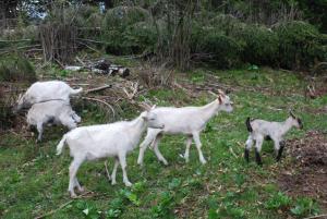 Farm Stay Dolinar Krainer 