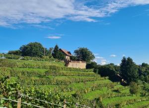 TRUTH WINES HOUSE 