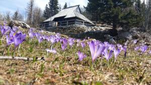Chalet Pehta Velika Planina 