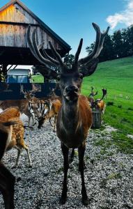Glamping - domačija Lamperček 