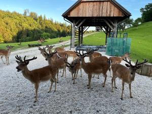 Glamping - domačija Lamperček 