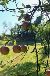 Maria's Orchard Cottage - Nature Retreat in Slovenia 