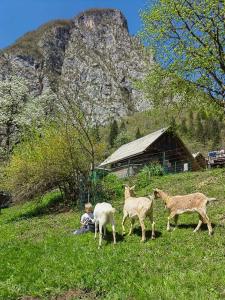Turistična kmetija Pri Andreju 