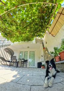 Apartma Dessa