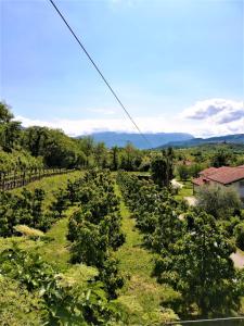 Apartma BAJČI 