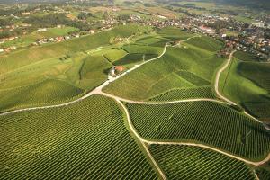 Wine Grower's Mansion Zlati Gric 