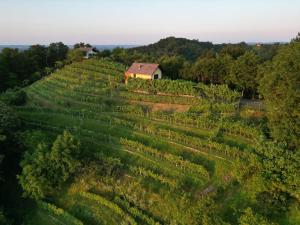 Adorable guesthouse in the middle of vineyards 