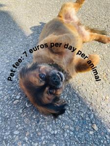 Vamiš 