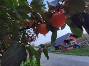 Turistična kmetija Štupar 