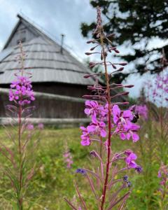 Chalet Korosica Velika Planina 