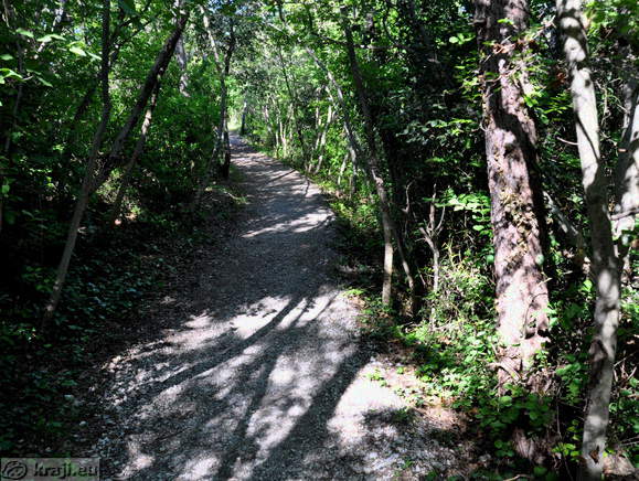 Rilkejeva pot po gozdu Rilkejeva pot po gozdu