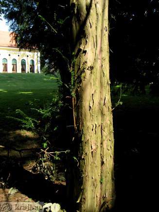 Drevo v grajskem parku